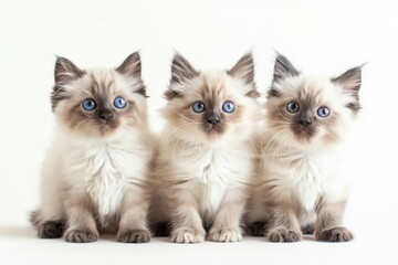 Three adorable Ragdoll kittens with striking blue eyes sitting together against a white background