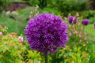 Obraz premium Allium plant with depth of field taken in a public garden in Saintfield with a natural background