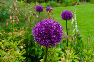 Allium plant with depth of field taken in a public garden in Saintfield with a natural background
