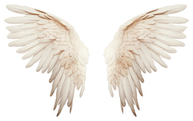 Obraz premium PNG Angel bird wing transparent background