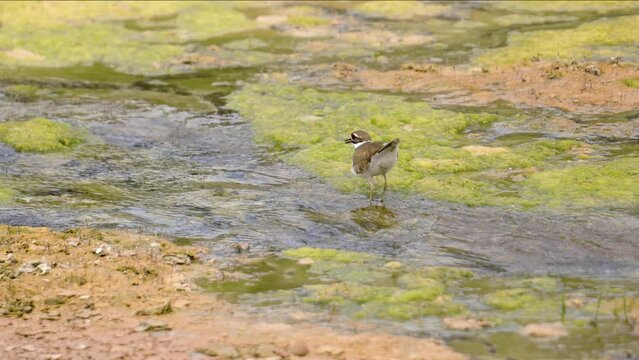 Killdeer Bird Walking in Creek