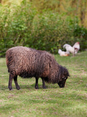 Rural scene with ouessant sheep and poultry
