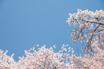青空と満開の桜
