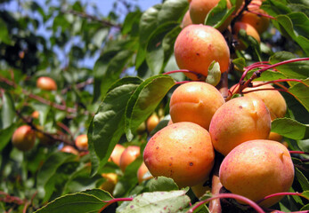 
close-up of the ripe organic apricots branch in the orchard at sunny summer day