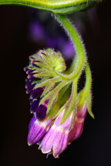 Comfrey Flower Budding 02