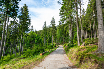 Forest in the Krkonose nature park (national park of Krnap, Czech Republic). Fresh forest with tourist path.