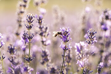 Bee Pollinating Lavender Flowers