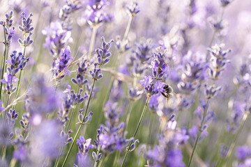 Bee Pollinating Lavender Flowers