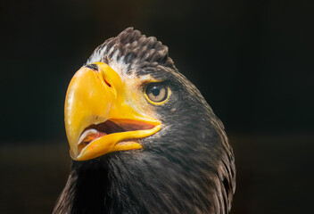 Close-up portrait of a Steller's sea eagle with a dark background. A Steller's sea eagle looks toward the camera lens, 