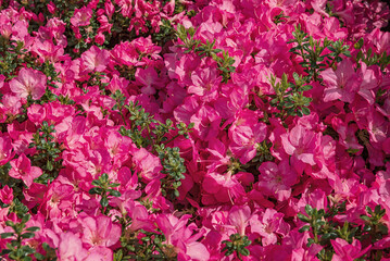 Azalea Anoak, a flowering shrub. Flowering plants for gardens, parks