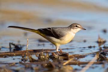 The grey wagtail (Motacilla cinerea),   small bird of the wagtail family that lives in Europe.