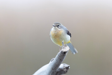 Obraz premium The grey wagtail (Motacilla cinerea), small bird of the wagtail family that lives in Europe.