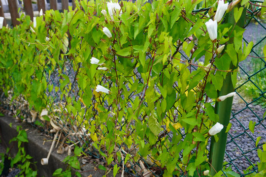 Ackerwinde in einem Gartenzaun