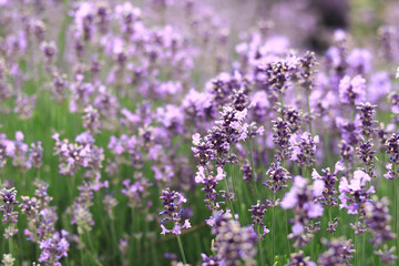 Lavender field. Purple lavender flowers with selective focus. Aromatherapy. The concept of natural...