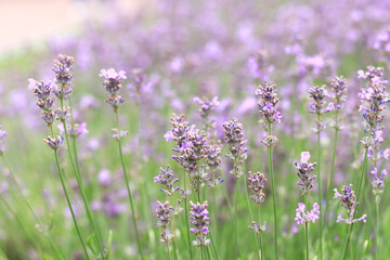 Lavender field. Purple lavender flowers with selective focus. Aromatherapy. The concept of natural...