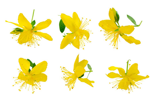 Set of flowers Hypericum isolated on white background, top view. Perforated St. John's wort flowers isolated on white background. Flowers St. John's wort isolated on white background, top view.