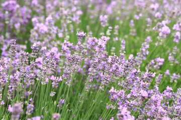 Lavender field. Purple lavender flowers with selective focus. Aromatherapy. The concept of natural...