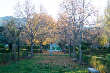 OTOÑO HOJAS AMARILLAS PARQUE DE PIEDRAHÍTA ÁVILA 2023