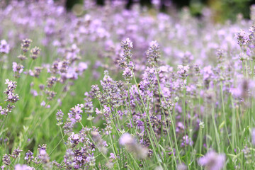 Lavender field. Purple lavender flowers with selective focus. Aromatherapy. The concept of natural...