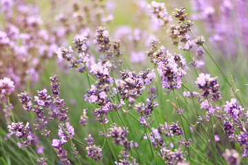 Lavender field. Purple lavender flowers with selective focus. Aromatherapy. The concept of natural cosmetics and medicine. Sun glare and foreground blur, soft focus