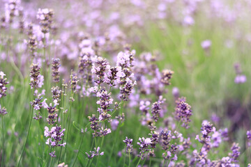 Lavender field. Purple lavender flowers with selective focus. Aromatherapy. The concept of natural cosmetics and medicine. Sun glare and foreground blur, soft focus