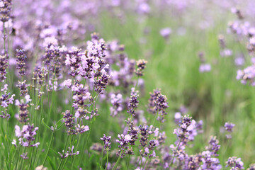 Lavender field. Purple lavender flowers with selective focus. Aromatherapy. The concept of natural cosmetics and medicine. Sun glare and foreground blur, soft focus