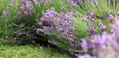 Lavender field. Purple lavender flowers with selective focus. Aromatherapy. The concept of natural...