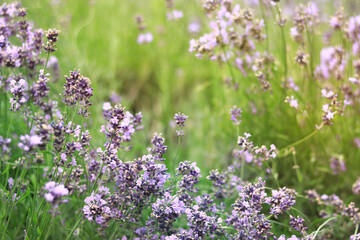 Lavender field. Purple lavender flowers with selective focus. Aromatherapy. The concept of natural...