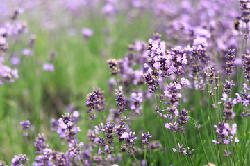 Lavender field. Purple lavender flowers with selective focus. Aromatherapy. The concept of natural cosmetics and medicine. Sun glare and foreground blur, soft focus