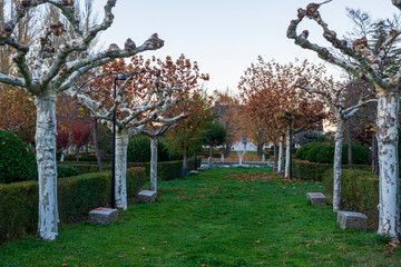OTOÑO EN EL PARQUE DE PIEDRAHÍTA ÁVILA CASTILLA OTOÑO ESPAÑA 2023