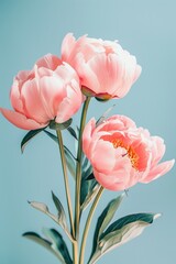 Fototapeta premium A simple arrangement of pink flowers in a glass vase placed on a table