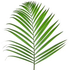 One green coconut palm leaf isolated on white