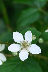 Beautiful close-up of rubus fruticosus