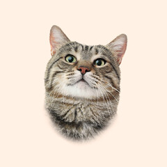 Adorable cat on beige background. Pet portrait