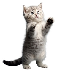 PNG Kitten mammal animal white.