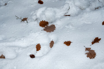 Brown autumn leaves lie in the white snow