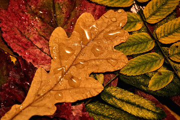 Obraz premium Cozy autumn background of bright leaves with raindrops.