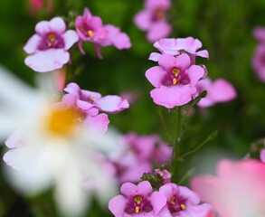 Beautiful close-up of a diascia flower