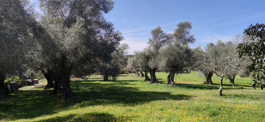 olive trees field in the countryside