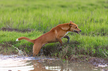 Dog running and playing in the countryside