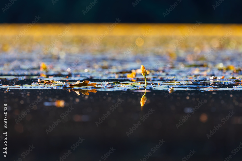 Wall mural Yellow floating heart, nymphoides peltata flower growing on pond surface. Endangered plant, Czech landscape