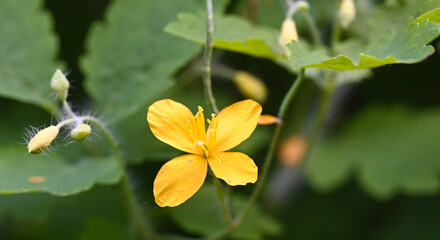 Beautiful close-up of chelidonium majus