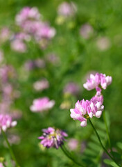 Beautiful close-up of securigera varia