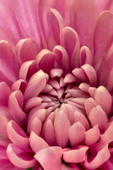 Fototapeta premium Vertical macrophotograph capturing details of a chrysanthemum blossom (mum) with bright pink petals.