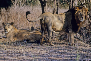 Asiatic lion