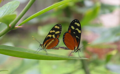 Two Isabella's Heliconian Butterflies Mating on a green leaf with black and orange wings, yellow areas, black outer margin with white dots.