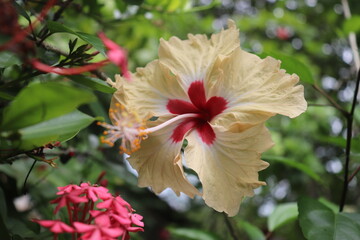 Peach frilled hibiscus with red center and long stamen next to pink flowers and green leaves in a...