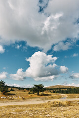 Obraz premium Serene Landscape Solitary Tree in Grassy Field with Blue Sky and Fluffy Clouds Nature, Travel, Tranquility, Peaceful Beauty