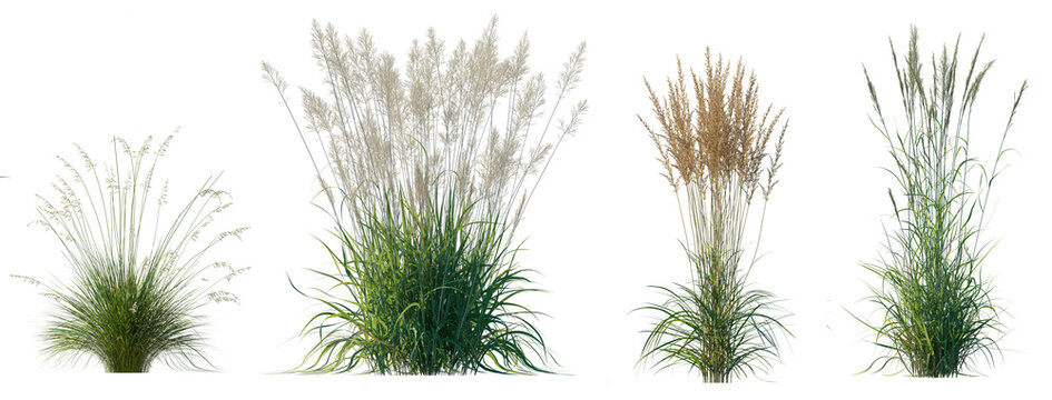 Set of frontal Prairie dropseed Sporobolus heterolepis and Calamagrostis acutiflora (Karl Foerster) grass isolated png on a transparent background perfectly cutout high resolution