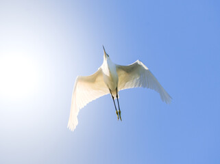Egret Flying Below